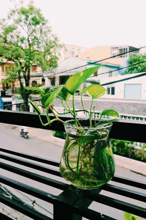 水培绿萝阳台观景图片_1