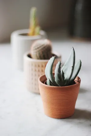 小绿植盆栽植物图片_1