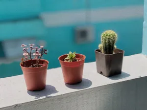 小盆栽室内植物图片_1