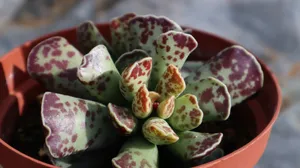 肉肉植物盆栽图片_1
