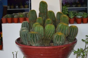 仙人掌盆栽植物图片_1