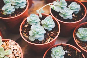 多肉绿植小盆栽图片_1