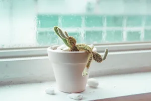 多花仙人掌盆栽图片第1张