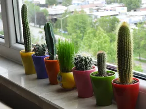 多肉带刺植物盆栽图片第1张