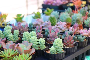 迷你多肉植物盆栽图片_1