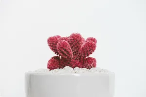 红色多肉植物盆栽图片