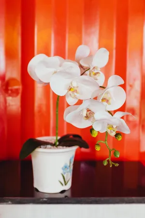 兰花盆景图片大全欣赏第1张