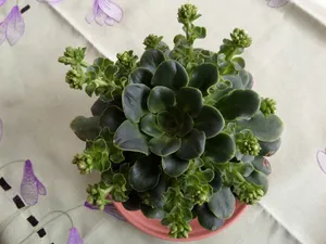 绿色多肉植物盆栽图片_1
