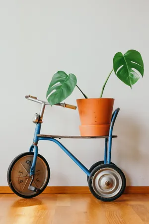 室内盆栽花卉植物图片_1