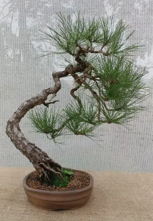 万年松盆景图片_1