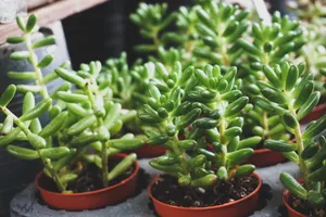 diy多肉植物小盆栽图片_1