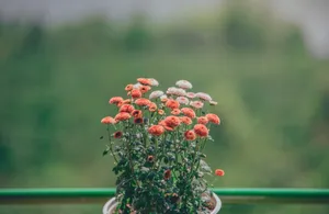 小清新植树节盆栽绿化图片