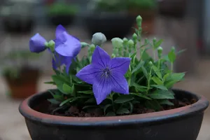 牵牛花盆栽图片第1张