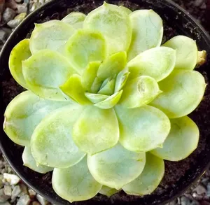 多肉绿色植物盆栽图片第1张