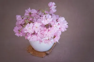 盆栽紫薇花图片欣赏