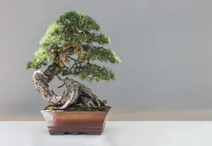 盆景松树图片_1