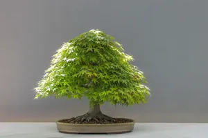 日本枫盆景图片第1张