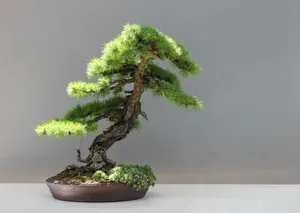 松树盆景图片第1张