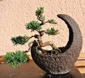 盆景造型图片第1张
