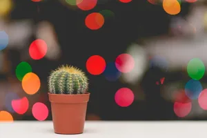 盆栽仙人球图片第1张
