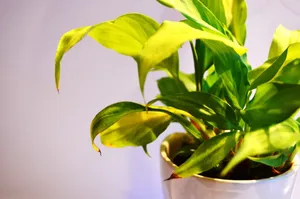 盆栽绿色植物图片第1张