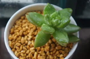 小清新多肉植物图片_1