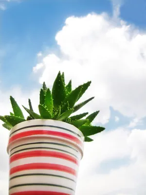 蓝天白云芦荟盆栽图片