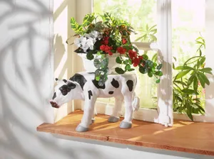 室内小盆栽植物图片_1