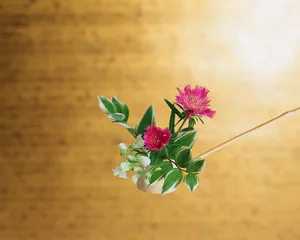 盆景花朵图片