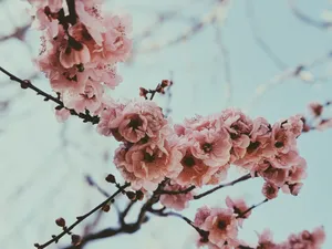 盛开的粉色桃花图片_1