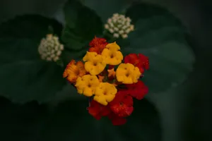 马缨丹花图片_1