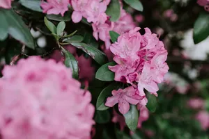 粉色漂亮杜鹃花图片_1