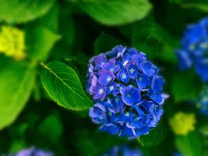 高清蓝色绣球花摄影图片