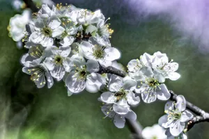 白色李花摄影图片_1