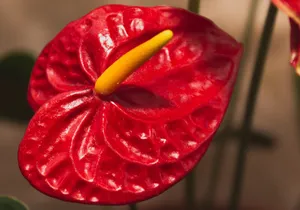 红掌花卉特写图片_1