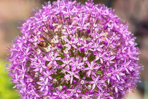 观赏洋葱花开花图片_1