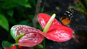 红色马蹄莲花图片_1