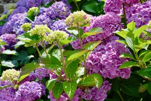 绣球花观赏图片_1