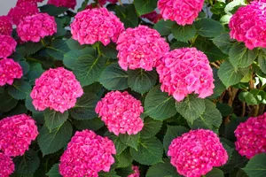 漂亮绣球花图片_1