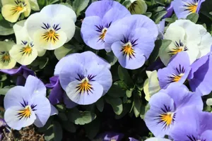 紫色潘茜花图片_1