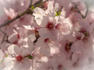桃花花朵摄影图片
