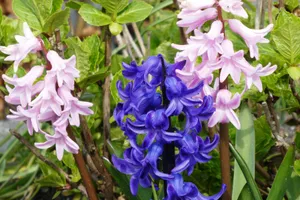 风信子花朵绽放图片_1