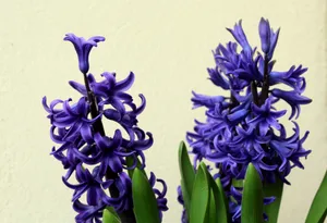 蓝色风信子开花图片_1