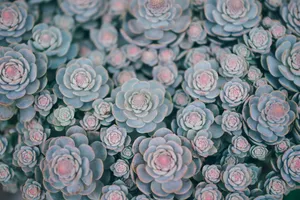 花卉多肉植物图片_1