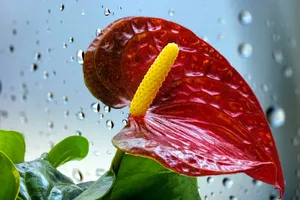 红掌开花图片_1