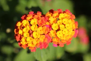 五色梅花朵摄影图片_1