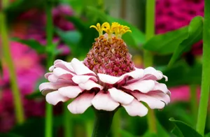 百日草花朵摄影图片_1