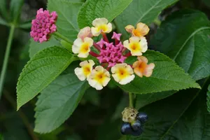 五色梅小花朵图片_1
