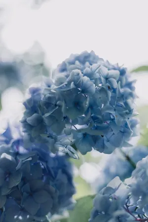 唯美蓝色绣球花图片_1