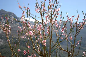 春天开满枝头桃花图片_1